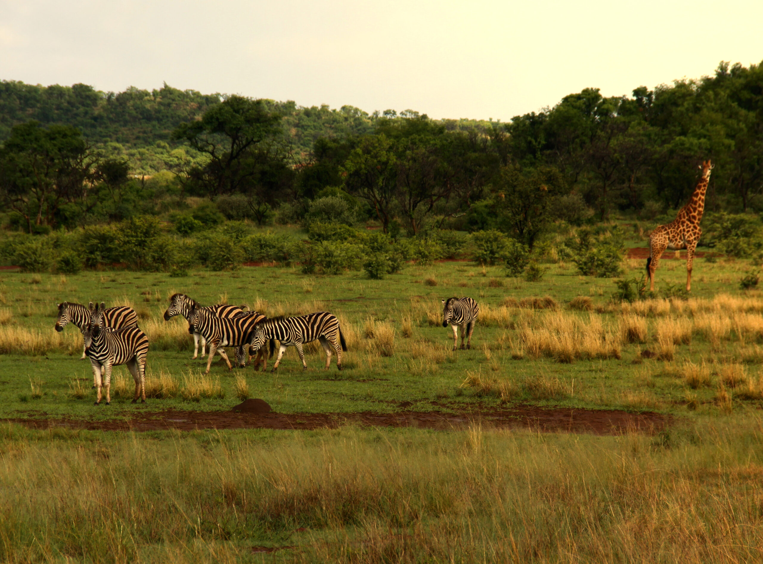 Villa verde potchefstroom accommodation 